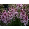 Verbascum Rosie scaled
