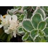 Sedum La Vie Rose (2)