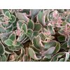 51301550 Sedum Seduction La Vie en Rose 9cm 3 Ball Colegrave 720x