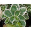 Sedum La Vie Rose (1)