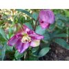 Čemeřice 'HGC Winter Ballet Karli' - Helleborus 'HGC Winter Ballet Karli'