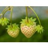pineberry