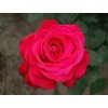 ada1f2.dame de coeur 3