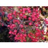 Viburnum dilatatum 'Sealing Wax' (1)