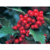 ilex x meserveae blue princess