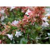 abelia grandiflora