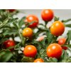 solanum pseudo