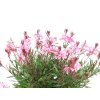 medium pink