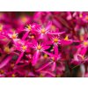 Saxifraga Dancing Pixies Tessy (1)