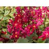 Saxifraga Dancing Pixies Tally (2)