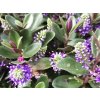 Hebe Vinoa Purple