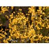 Viburnum Michael Dodge (2)