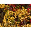 Viburnum Michael Dodge (1)