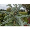 Cedr himalájský 'Bushes Electra'