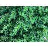 Kryptomerie japonská 'Vilmoriniana'