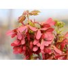Acer rubrum Joseph VER 9238 scaled