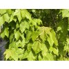 acer rubrum joseph det