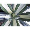 Agáve americká 'Mediopicta'