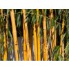 Phyllostachys Aureocalis