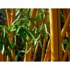Phyllostachys vivax 'Aureocaulis'/Bambus