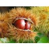 chataignier marron dore de lyon castanea sativa