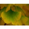 Ginkgo biloba Blagon leafs 2