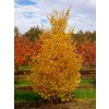 Ginkgo biloba blagon