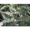 Drmek obecný 'Alba'  Vitex agnus-castus 'Alba'