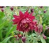 aquilegia vulgaris ruby port