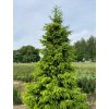 Smrk omorika 'Golden Rain'