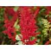 astilbe Etna
