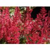 Astilbe Glut erbaio Gorra Vivaio piante Torino Piemonte