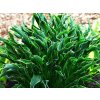 hosta praying hands 2