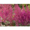 elizabeth van Veen astilbe