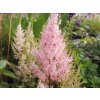 Salmon astilbe