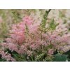 silvery pink astilbe