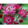 astrantia ruby weding 2