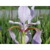 iris sibrica levender bounty