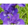 iris sibrica night breeze