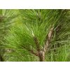 Borovice hustokvětá 'Fastigiata'