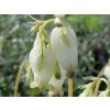 dicentra formosa Aurora 1