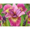 iris sibirica ruby gold
