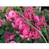 Dicentra king of hearts