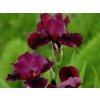 iris germanica morning show