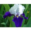iris germanica night edition