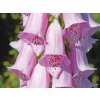 Digitalis purpurea 'Virtuoso Lavender'