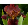 iris germanica Ruby mine
