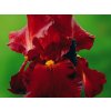 iris germanica sultan palace