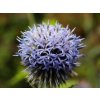 Bělotrn Taplow Blue 4