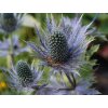 eryngium blue star